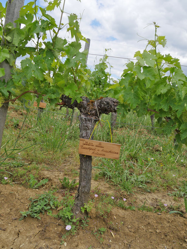 Виноградник на урожай